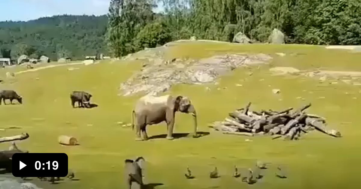 Baby elephant running around, falls and just like a kid would, runs