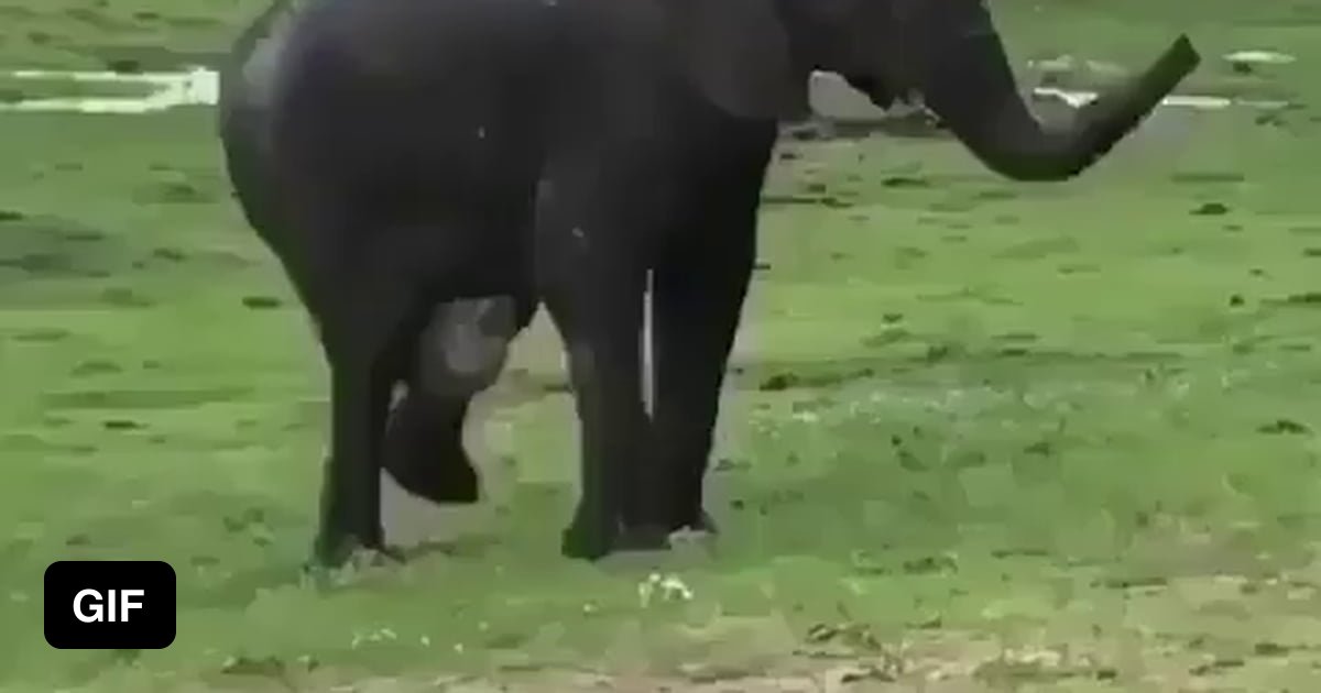 When an elephant gives birth - 9GAG