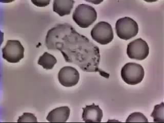 White Blood Cell Chases Bacteria