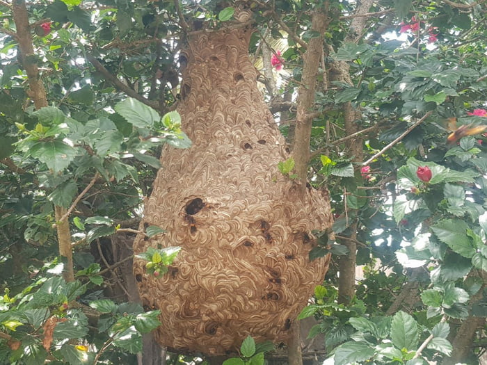 Beautiful Wasp Net Near My Home In South India The Detail And Design Was Amazing But Those F 