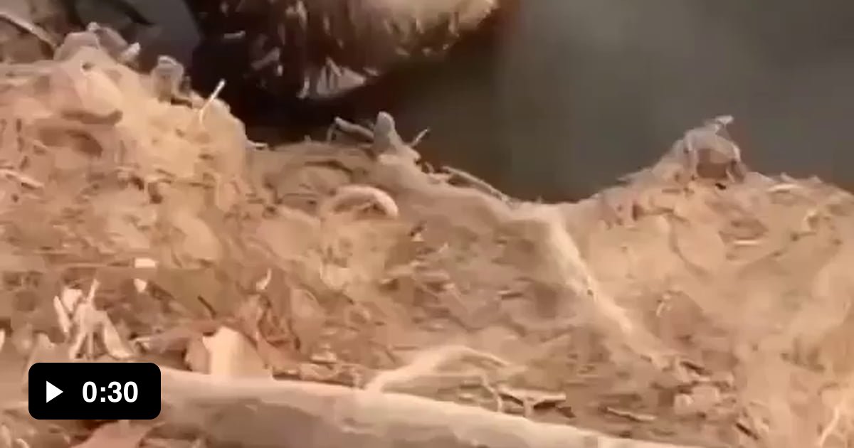 Beaver taking a bath - 9GAG