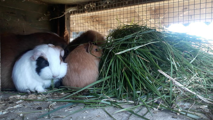 megazorb guinea pig bedding