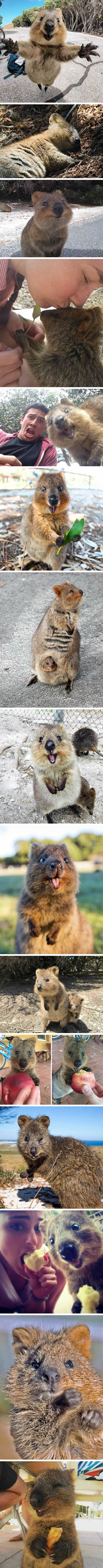 Snap-Happy Quokka Is The Most Playful Creature On The Planet
