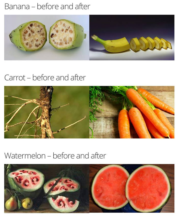Fruits, before and after human intervention. 9GAG
