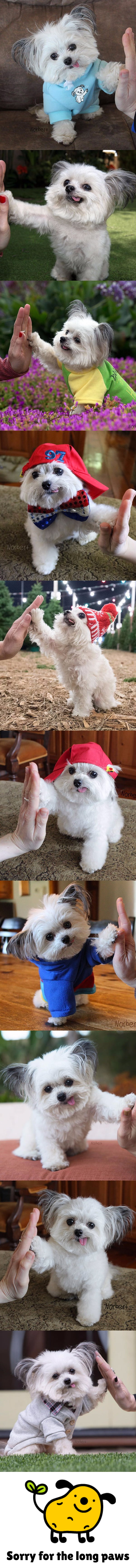 Meet Norbert: The Famous High Five Tongue Out Dog