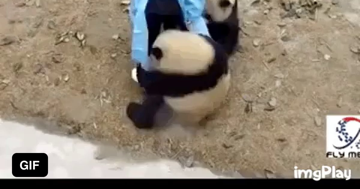 Pandas attack zookeeper - 9GAG