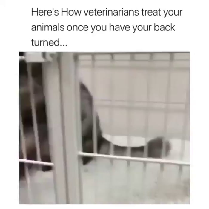 What vets do when nobody is watching