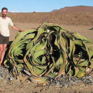 セットアップ Mirabilis Welwitschia 奇想天外 植物 観葉植物