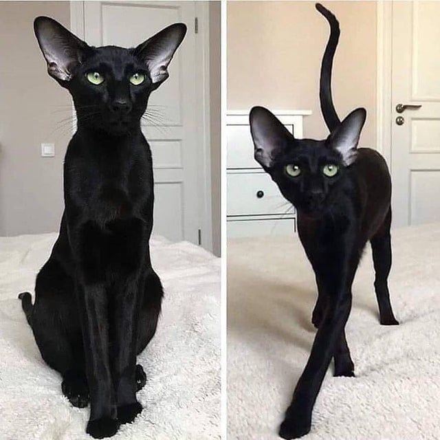 Oriental Shorthair Cat Could Be Amazing 9GAG