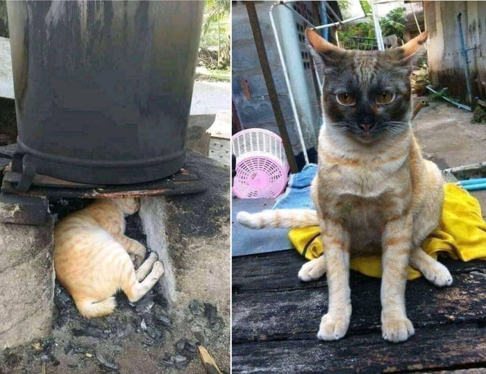 Why cat always do weird thing 9GAG