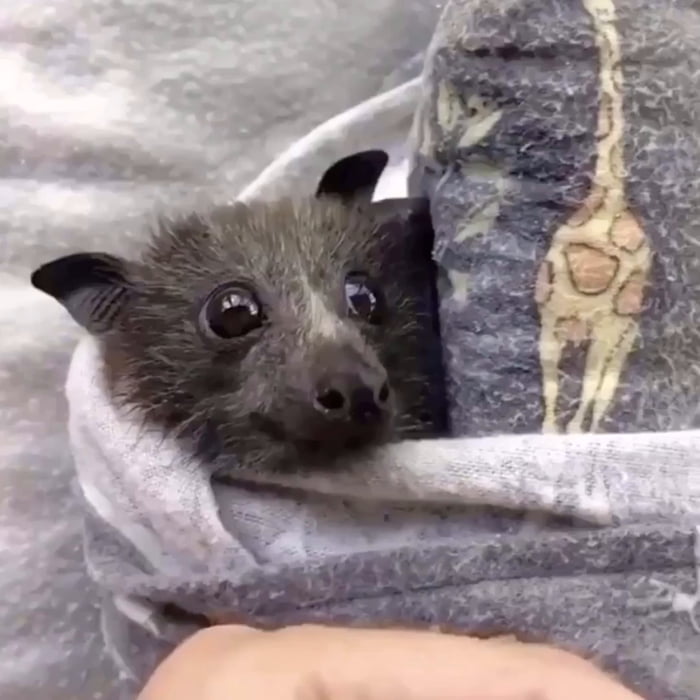 Baby bat eating a strawberry 9GAG