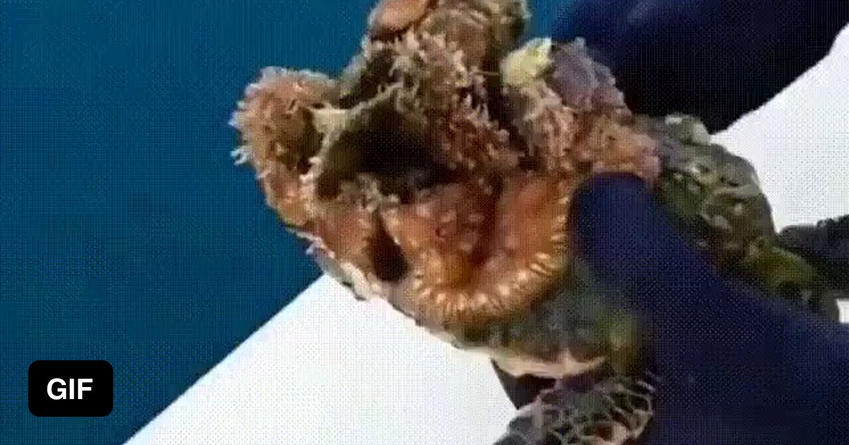 Freeing a sea turtle from some unwanted stowaways 9GAG