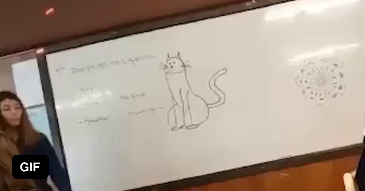 Cat - 9GAG
