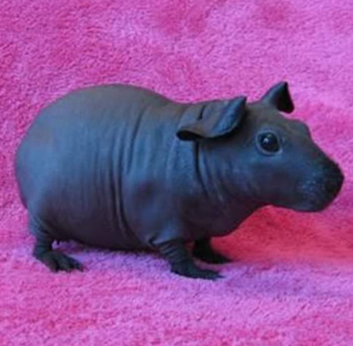 Hairless Guinea Pig looks like a tiny hippo. 