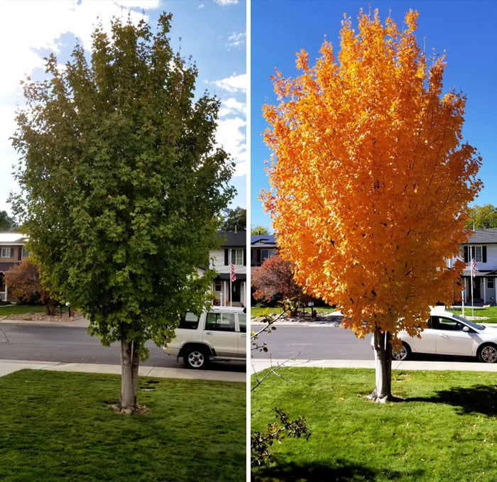 The Difference 11 Days Can Make For This Maple Tree 9GAG   AAgeKz0 700b 