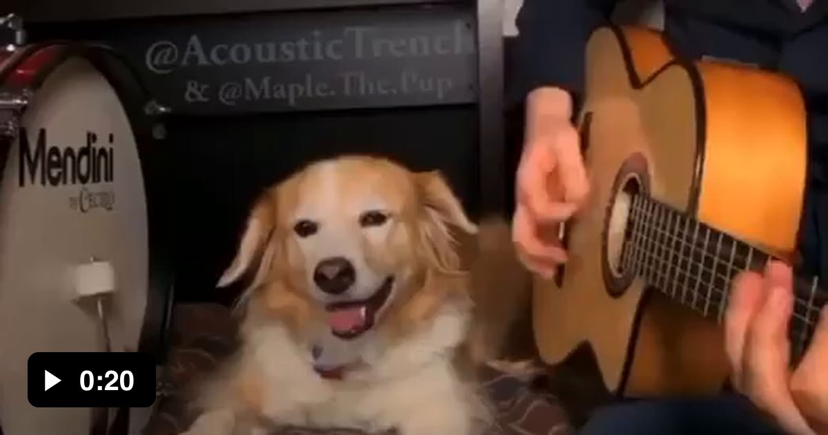 Smiling dog plays drum - 9GAG