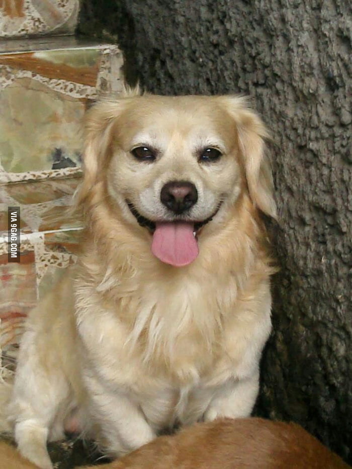 This Is My Dog He Has Been Friend Of Mine Since 11 Years Ago I Think He Has The Most Beautiful Smile Ever 9gag