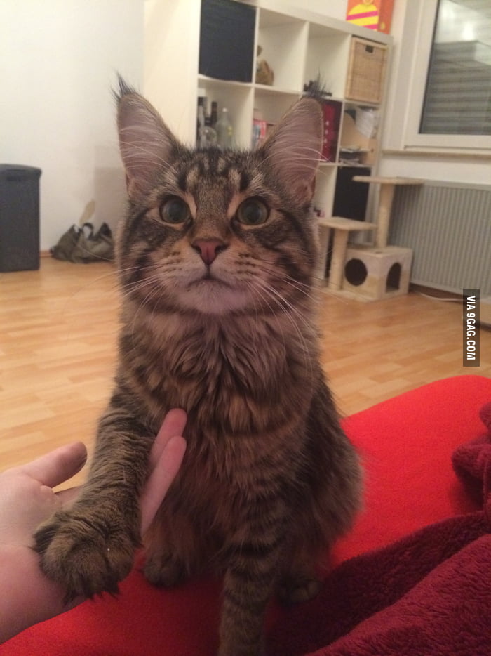 Our Cat always puts his paw on my hand when he's begging for food. I