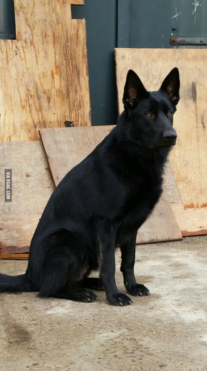 Since everybody is uploading their Majestic pets: Here's mine! - 9GAG