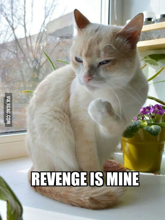Vengeful Cat 9GAG