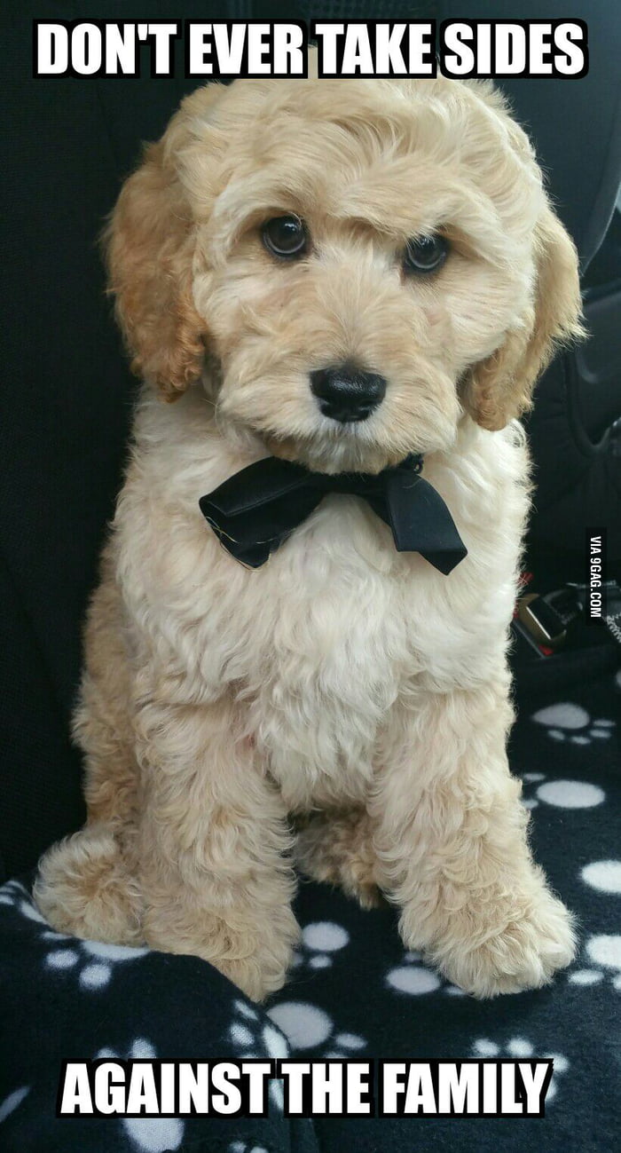 Puppy version of the godfather - 9GAG