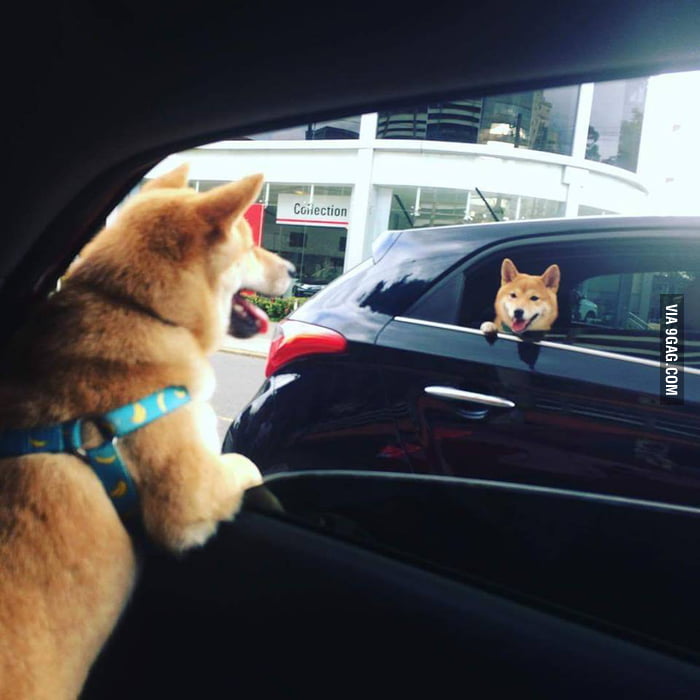 Yay! Very doge - 9GAG