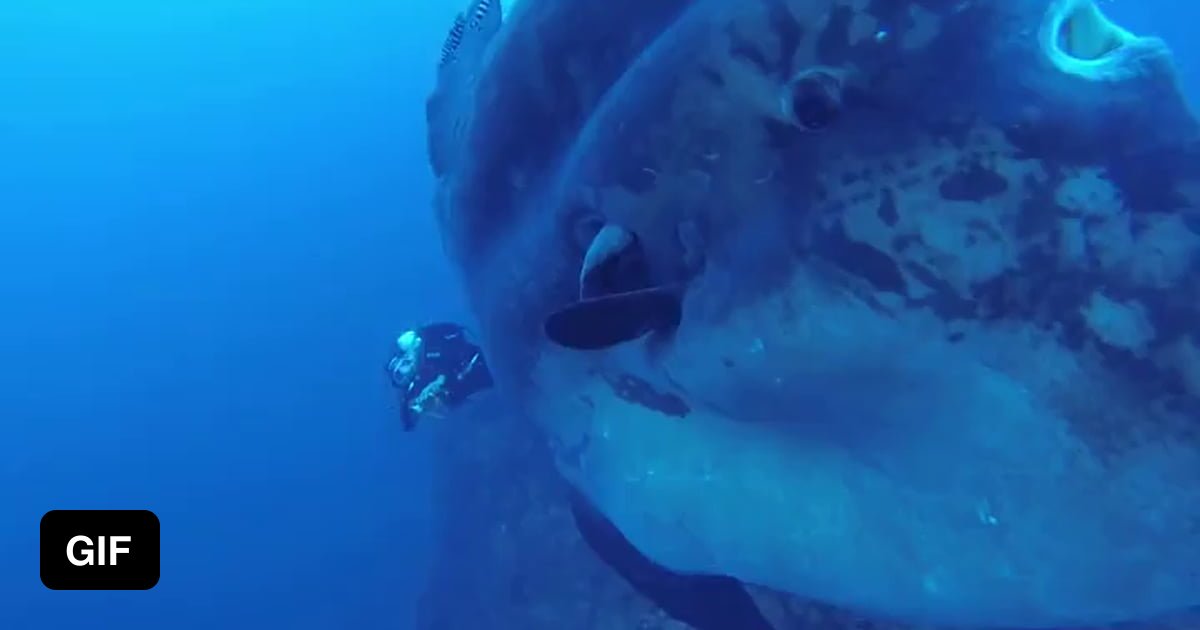 In A Rare Encounter Divers Come Face to face With An Enormous Sunfish 9GAG