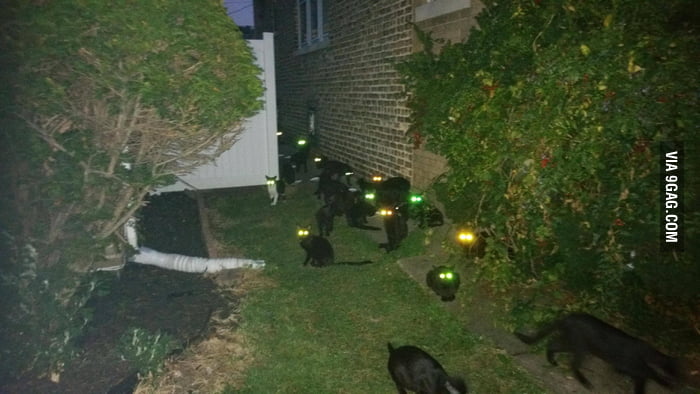 A House Near Me Has A Cat Problem Animal Control Already Took 30 Away A House Near Me Has A Cat Problem Animal Control Already Took 30 Away