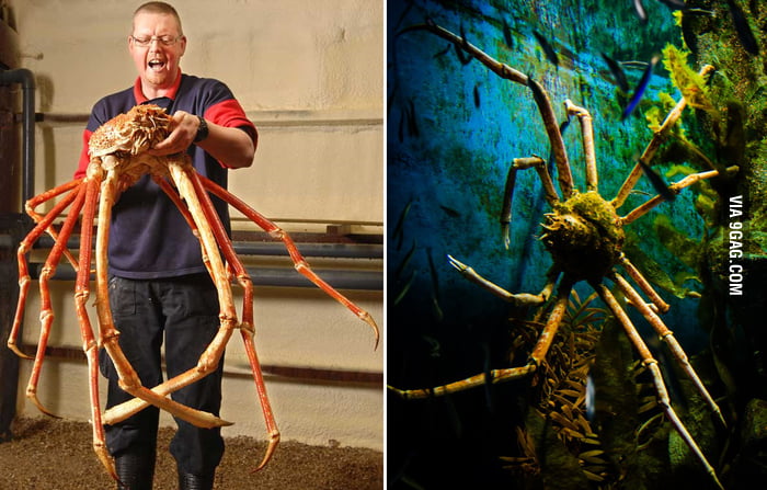 Afraid Of Spiders I Present To You The Japanese Spider Crab It Can Have A Leg Span Of Up To 