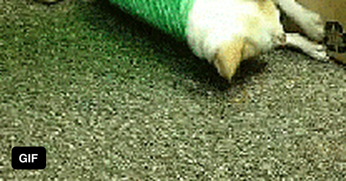 This dog spinning 9GAG