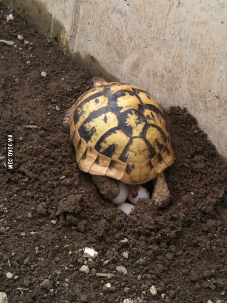 Testudo Hermanni Boettgeri Laying Eggs Tortoise Not Turtle