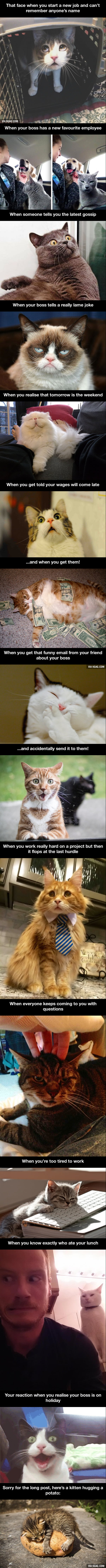 14 hilarious cats who behave exactly like us at work