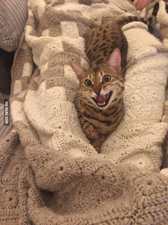 So my cat is auditioning for the role of the Joker.. - 9GAG