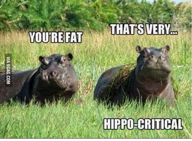 What Do You Call A One Legged Hippo