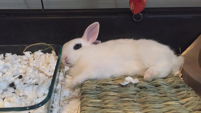 A sleepy bun 🐇 - 9GAG