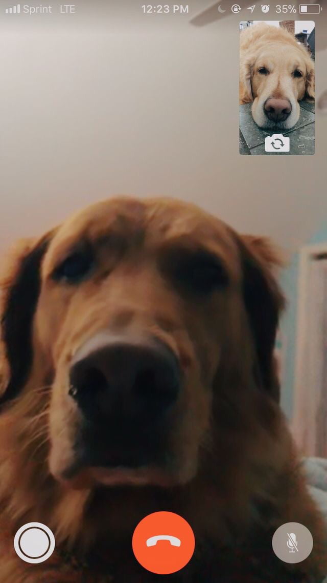 Dogs FaceTime too you know ☺️ 9GAG