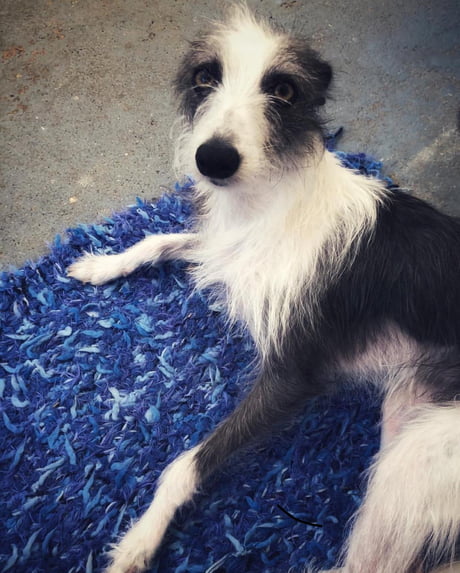 Rare Long Haired Whippet Pupper 9gag