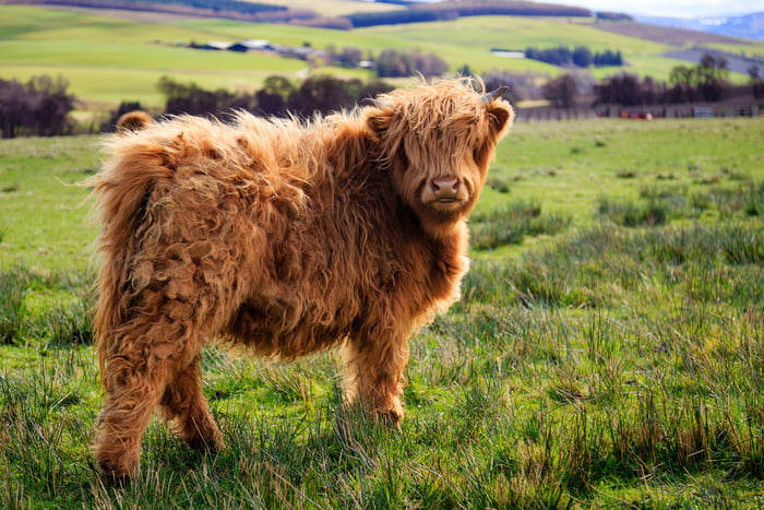 Mini Highland Cow 9gag