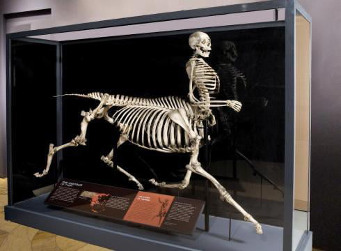 Skeleton of Centaur - 9GAG