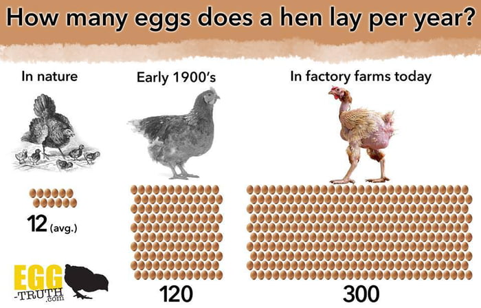 Wild hens lay just 12-15 eggs/year, while farmed hens produce 300 - 9GAG