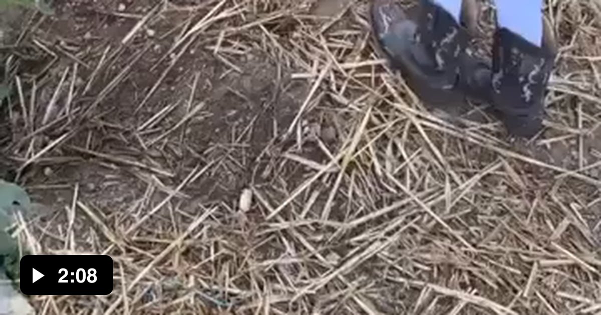 Person Riding Wombat This wombat decided it was time for a piggyback ride - 9GAG
