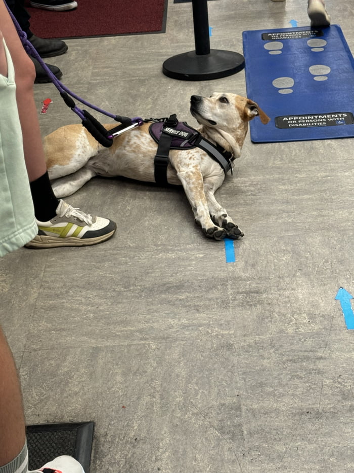 Dogs be coming to my work and look at this distinguished puppers - 9GAG