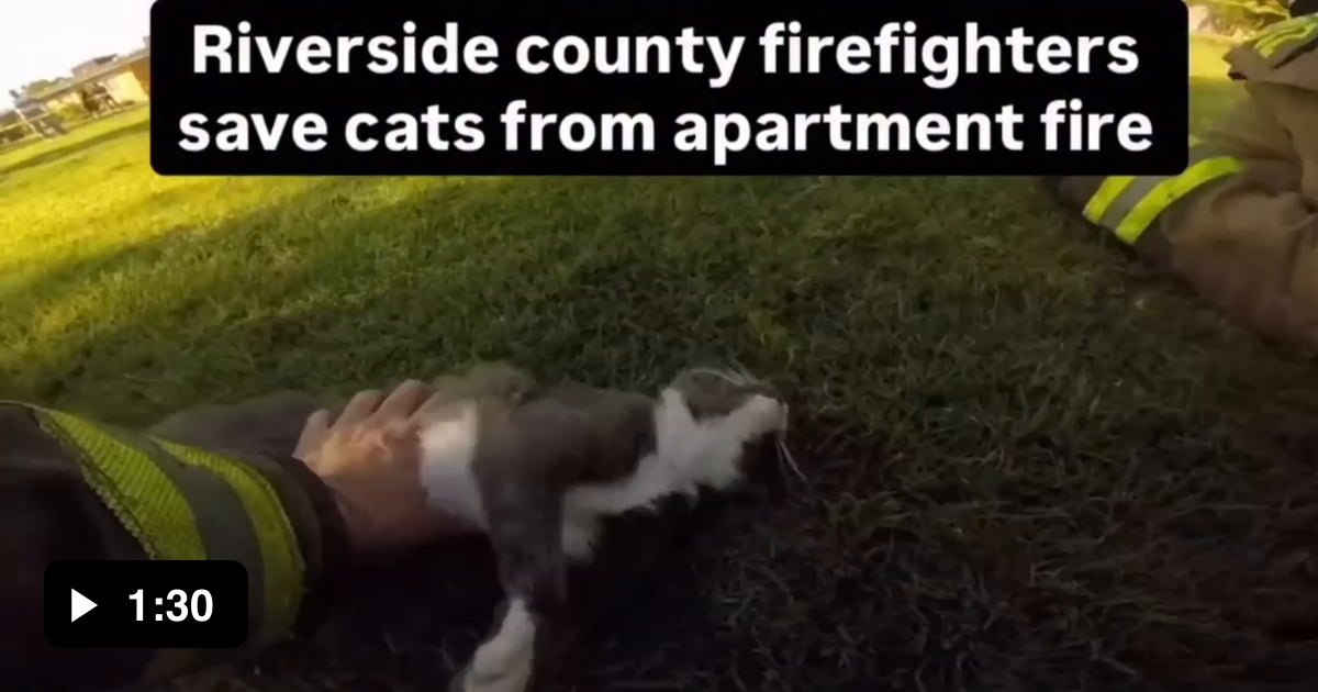 Firefighters save cats after suffering from smoke inhalation cause by a ...