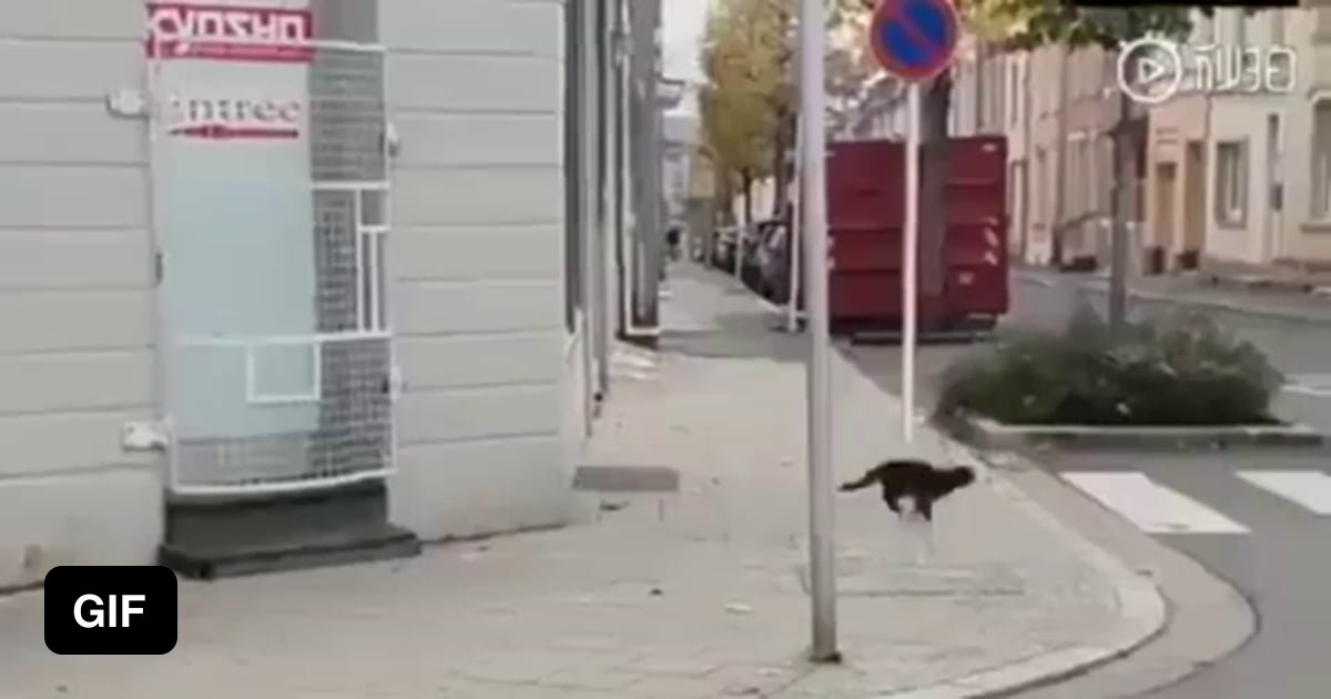 The predator instinct of this cat is unbelievable - 9GAG