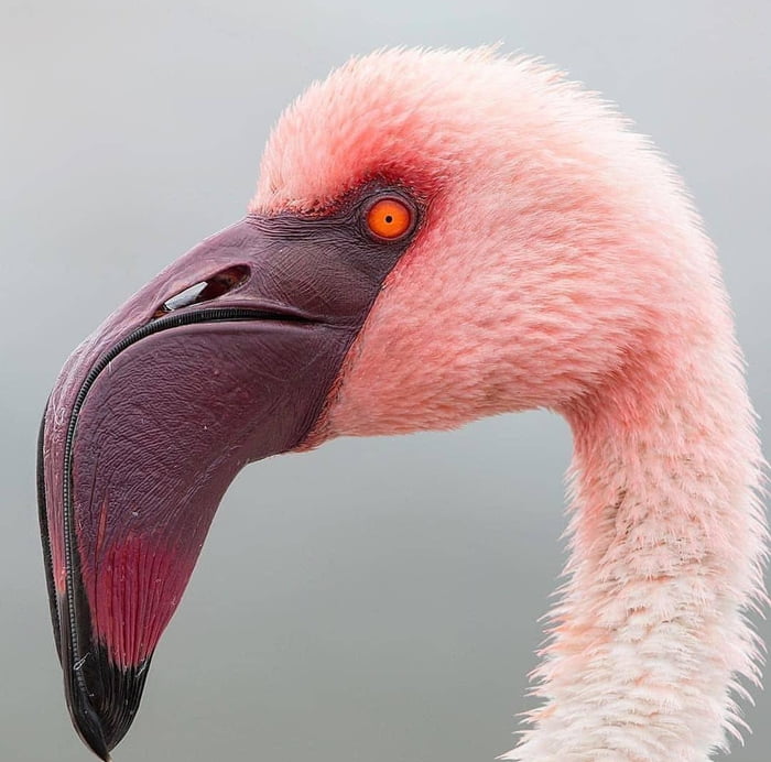 The reason why the beak of a flamingo looks so wierd is because