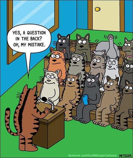 Cat Meeting - 9GAG