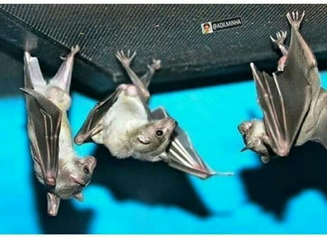 Turn The Image Upside Down And Enjoy These Bat S Epic Dance Battle