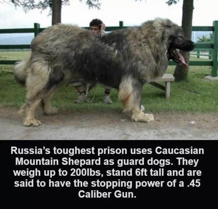 russian prison dogs