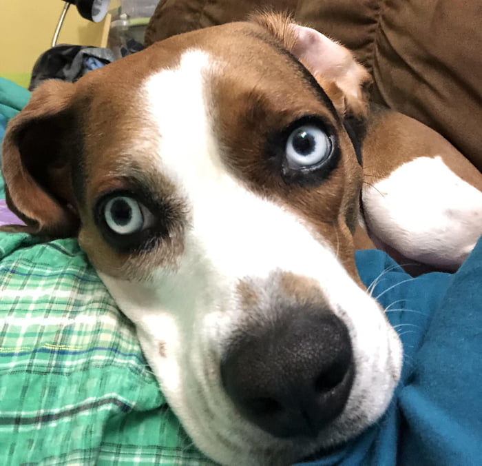 blue eyed beagle