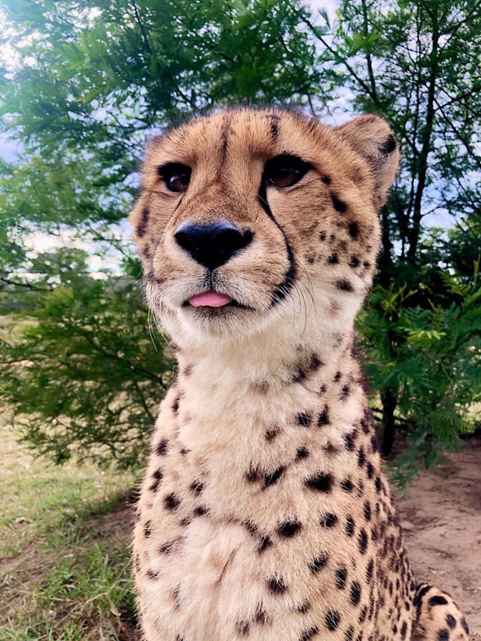 33 points - Cheetah blep - 9GAG has the best funny pics, gifs, videos, gami...